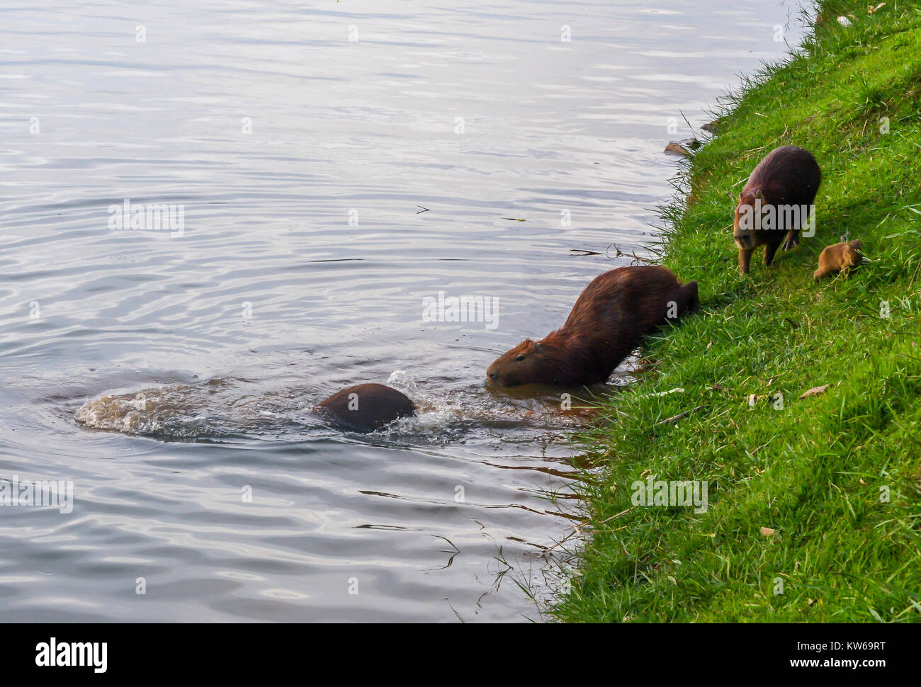 Das wasserschwein Hydrochoerus hydrochaeris ist das größte lebende Nagetier der Welt. Auch chig Ire und carpincho genannt, es ist Mitglied der Gattung Hydr Stockfoto