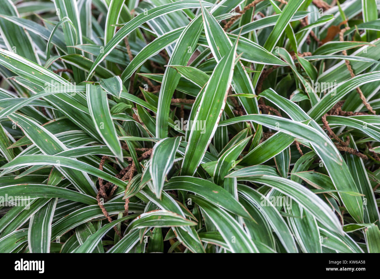 Carex siderosticta Variegata mit einem breiten Blatt Stockfoto