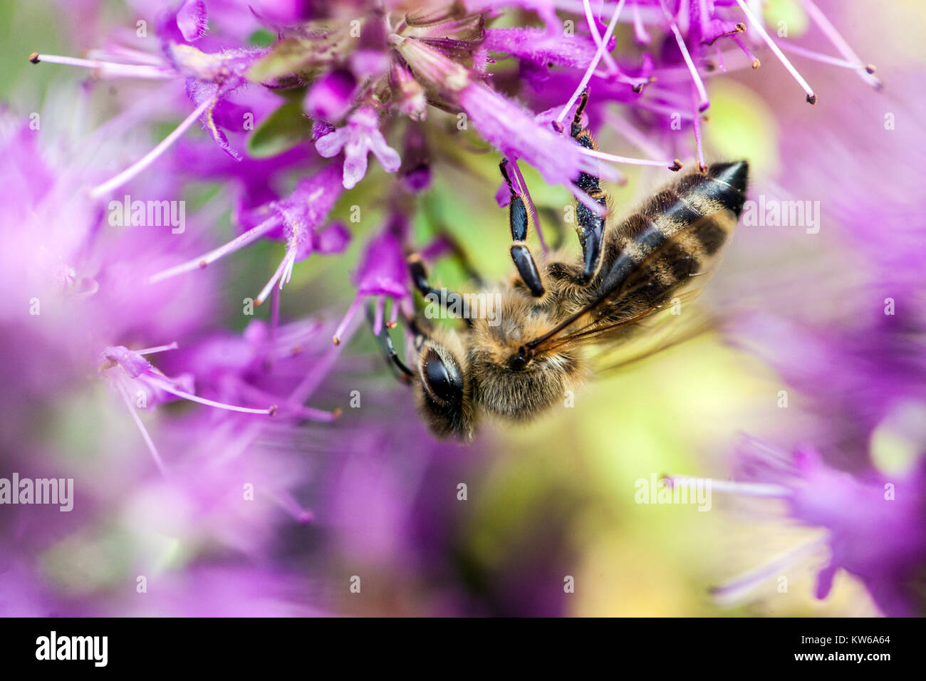 Nahaufnahme Honigbiene auf Blume Thymianpflanze Biene auf Thymian Stockfoto