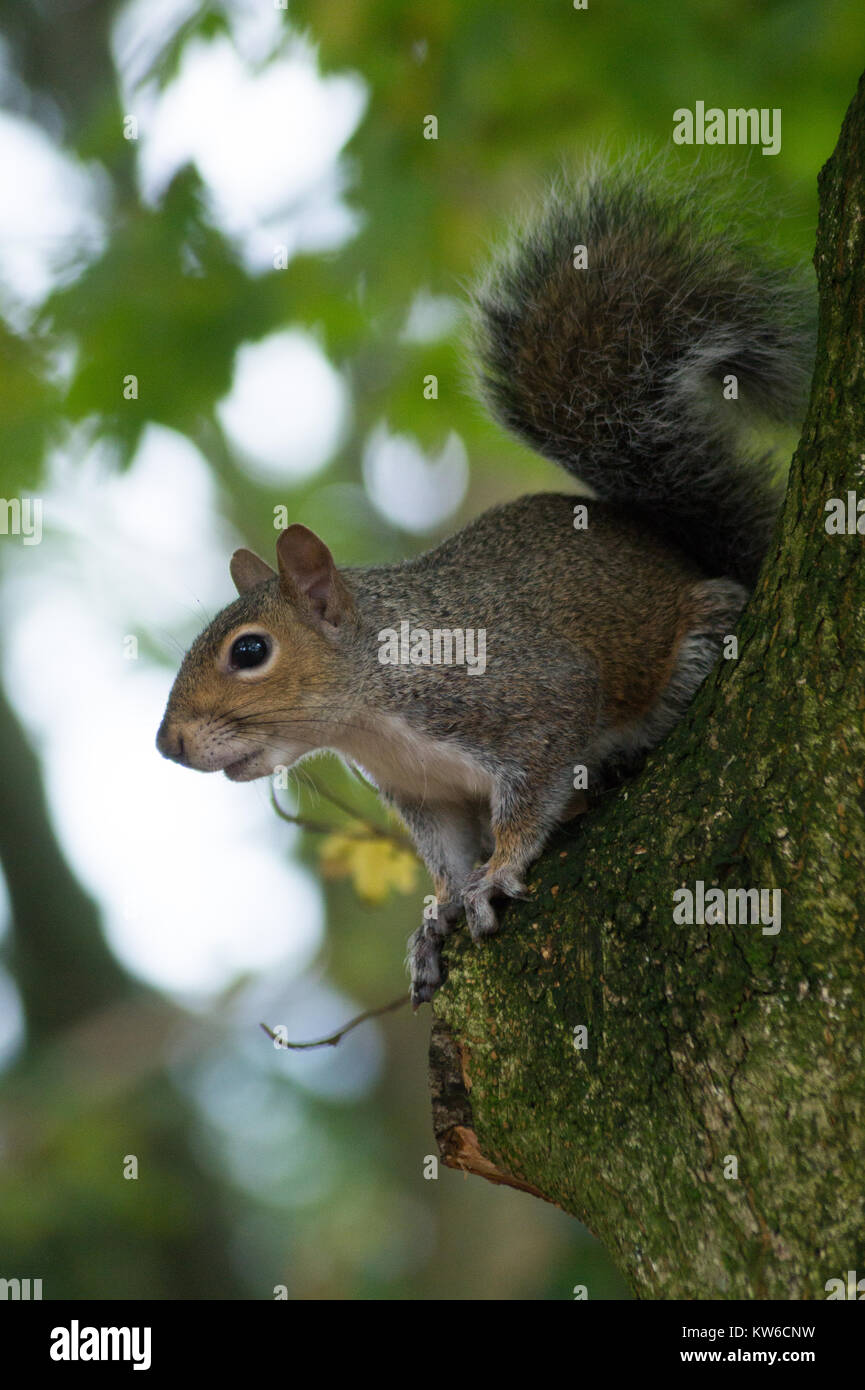 Graue Eichhörnchen in einem walisischen Wäldern Stockfoto