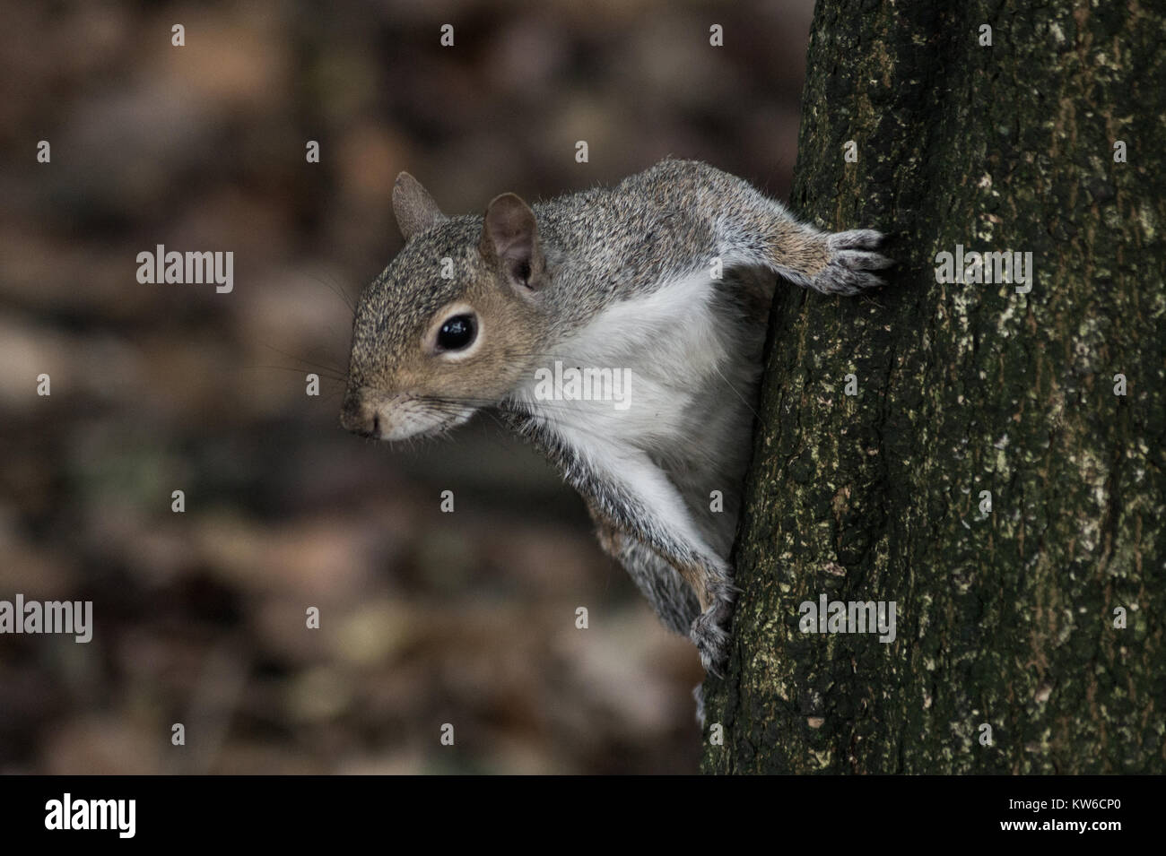 Ein graues Eichhörnchen auf einem Baum in Wales, Großbritannien Stockfoto