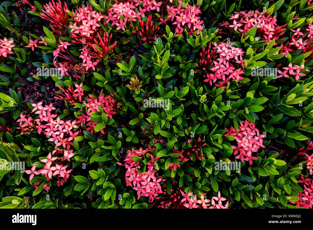 Viele rote Blumen in der Ansicht von oben von Bush im Sommer Stockfoto