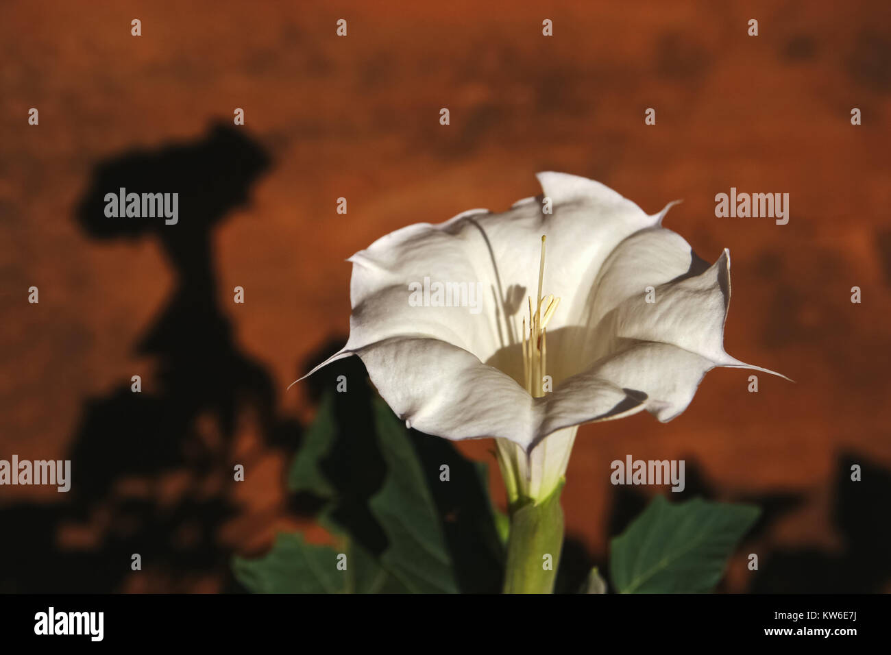 Nahaufnahme einer jimson Weed, Datura stramonium, Solanaceae, Monument Valley Navajo Tribal Park, Arizona-Utah, USA. Stockfoto