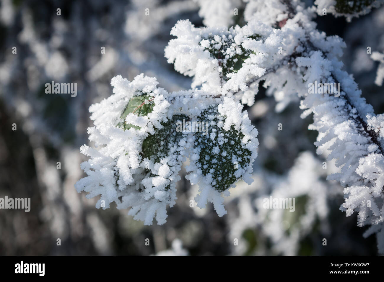 Dicke Schicht Raureif auf Hecke im Winter 2010 Stockfoto