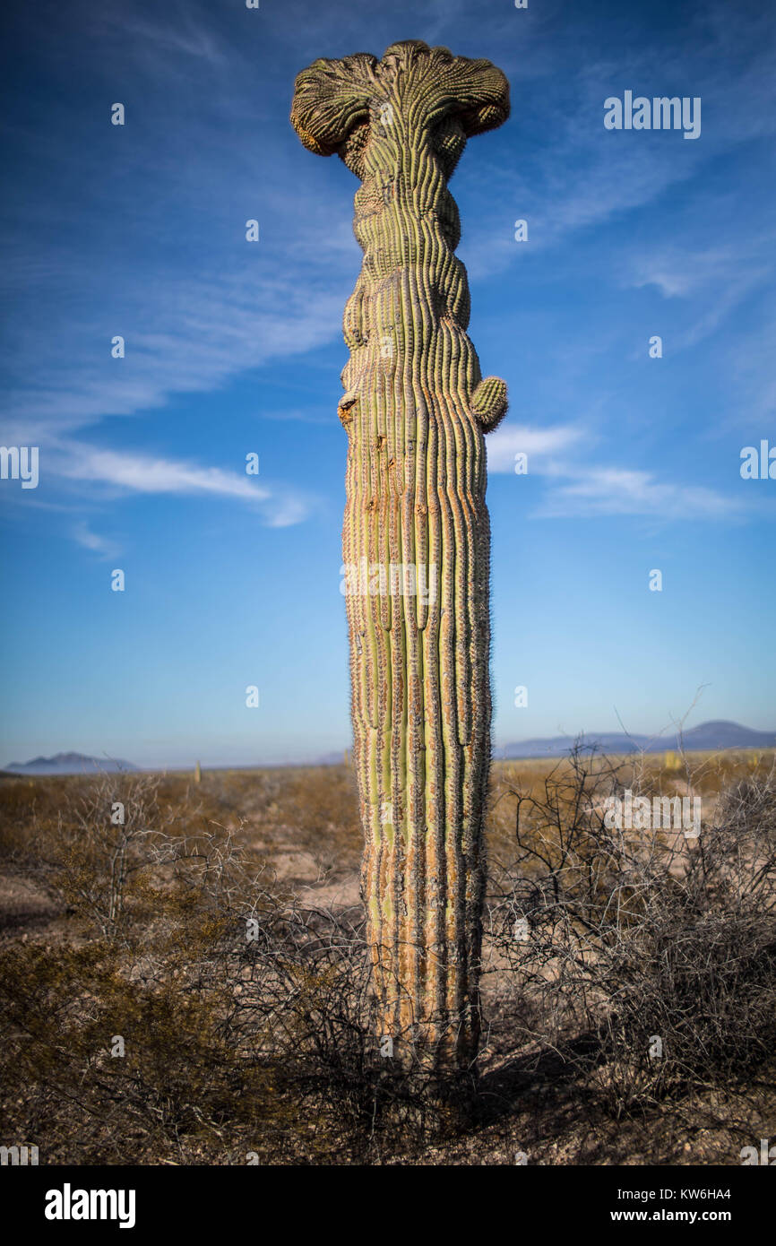 Las mejores de Cactus que formaparte de un Bosque de Sahuaros y Matorral espinoso Demas y especies de Vulcanus característicos de Los Valles, planicies d Stockfoto