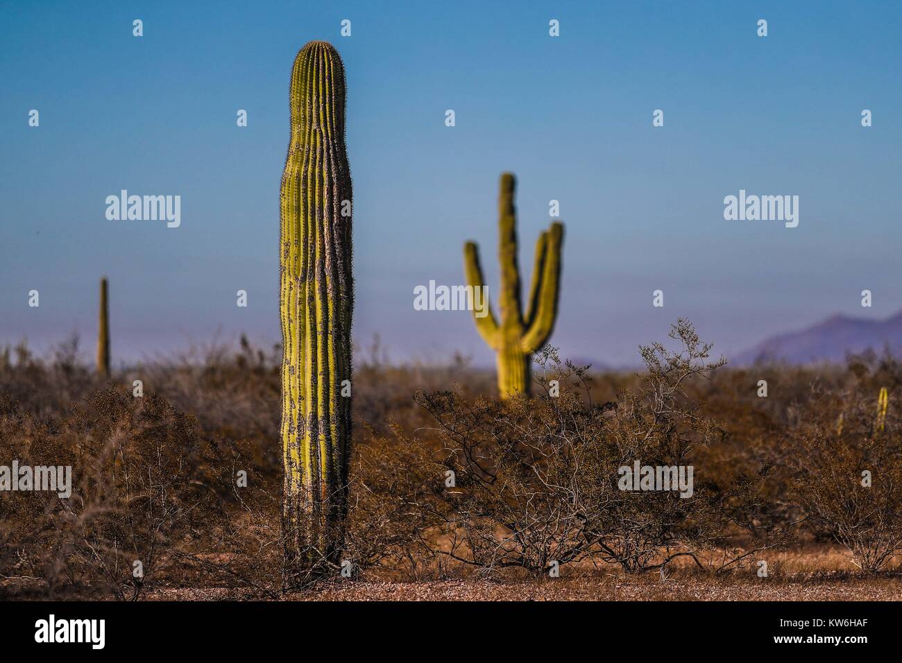 Bosque de Sahuaros matorral espinoso, pitaya, Pitahayas y Demas especies de Vulcanus de Cactus característicos de Los Valles, planicies, cerros y sierr Stockfoto