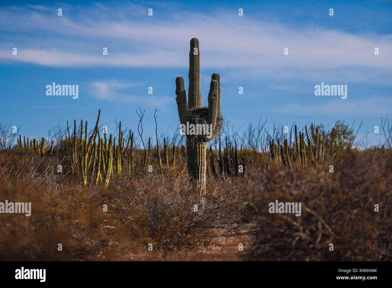 Bosque de Sahuaros matorral espinoso, pitaya, Pitahayas y Demas especies de Vulcanus de Cactus característicos de Los Valles, planicies, cerros y sierr Stockfoto