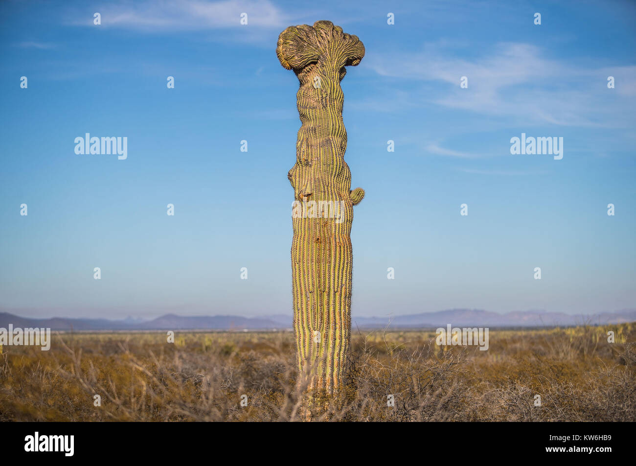 Las mejores de Cactus que formaparte de un Bosque de Sahuaros y Matorral espinoso Demas y especies de Vulcanus característicos de Los Valles, planicies d Stockfoto