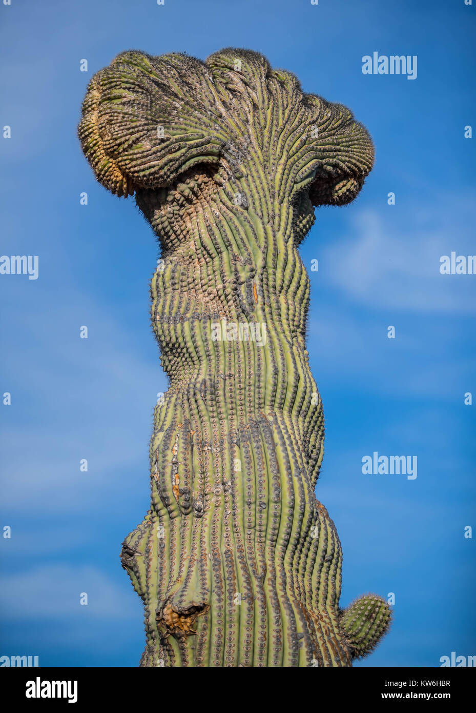 Las mejores de Cactus que formaparte de un Bosque de Sahuaros y Matorral espinoso Demas y especies de Vulcanus característicos de Los Valles, planicies d Stockfoto