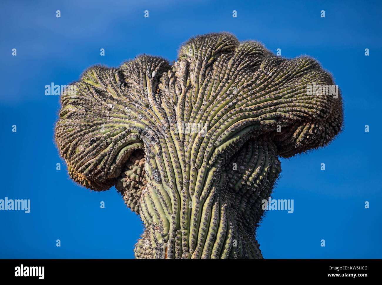 Las mejores de Cactus que formaparte de un Bosque de Sahuaros y Matorral espinoso Demas y especies de Vulcanus característicos de Los Valles, planicies d Stockfoto