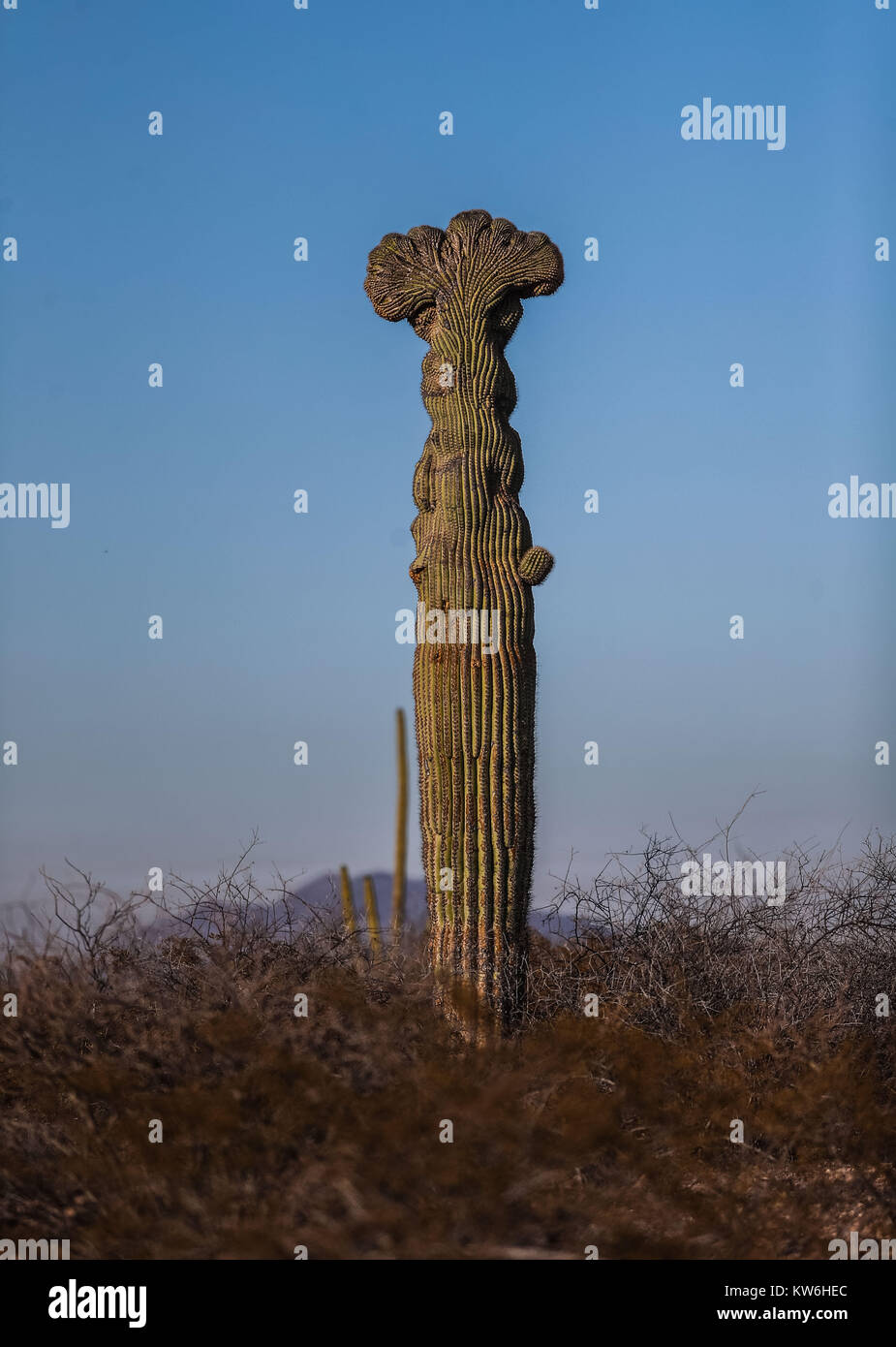 Las mejores de Cactus que formaparte de un Bosque de Sahuaros y Matorral espinoso Demas y especies de Vulcanus característicos de Los Valles, planicies d Stockfoto