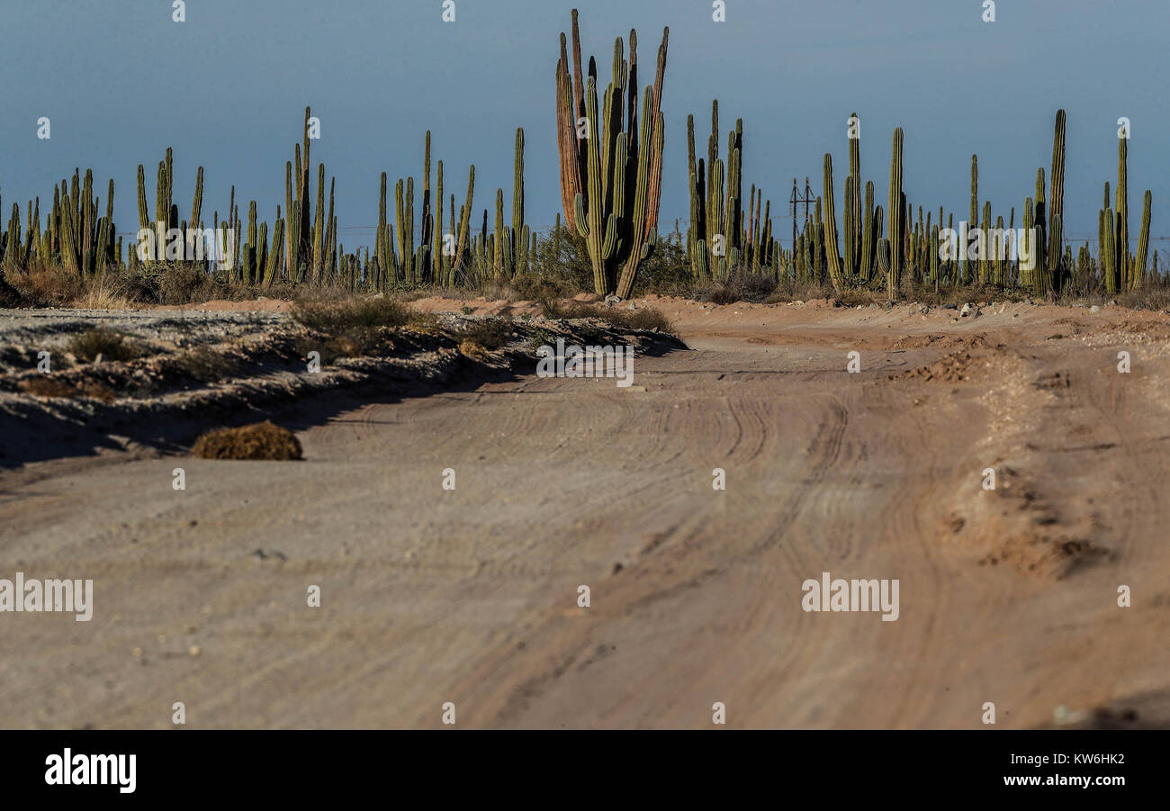 Wald, Landschaft, Sahuaros, Pitahaya, verschiedenen Arten von Kakteen, dorniges Gebüsch und Polen von Licht am Horizont. Straße Autobahn in der Sonoran Wüste Stockfoto