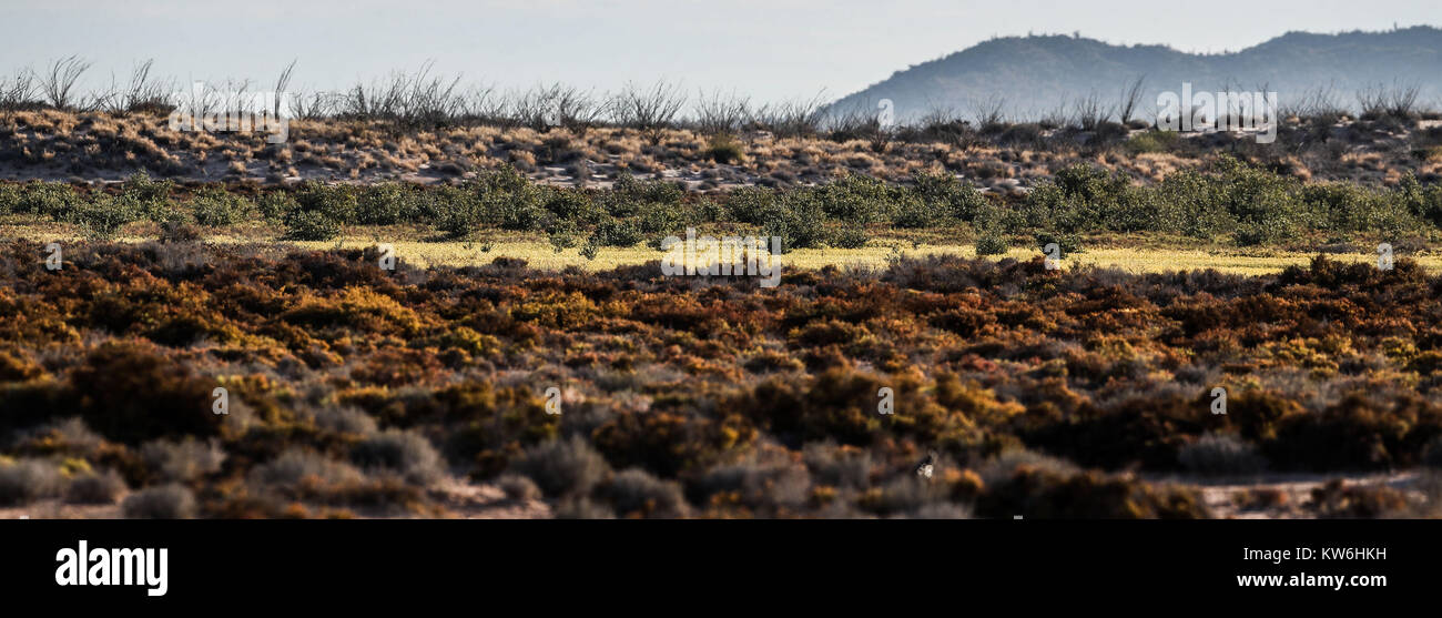 Wald, Landschaft, Sahuaros, Pitahaya, verschiedenen Arten von Kakteen, dorniges Gebüsch und Polen von Licht am Horizont. Straße Autobahn in der Sonoran Wüste Stockfoto