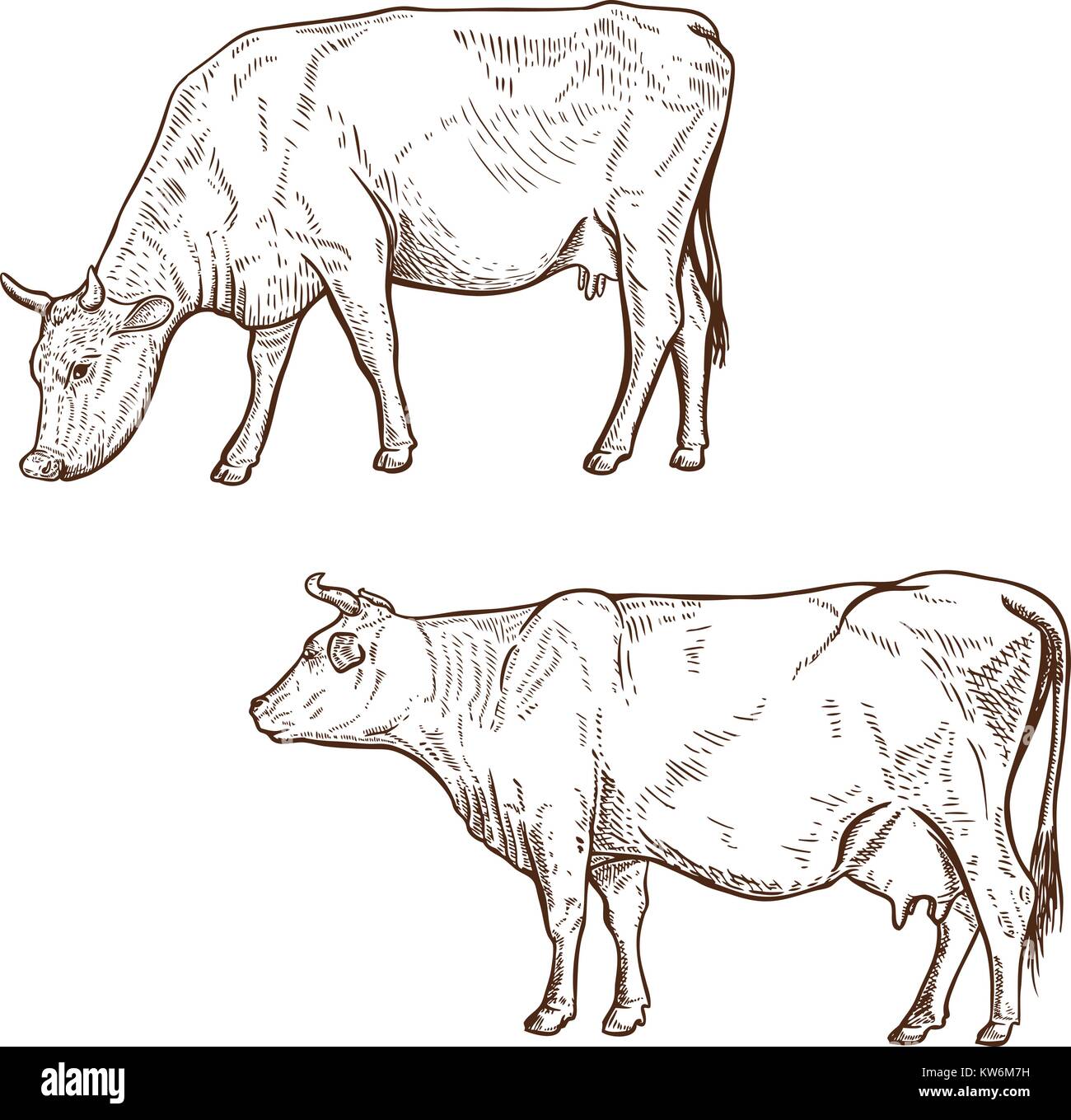Cow Illustration Stockfotos und -bilder Kaufen - Alamy