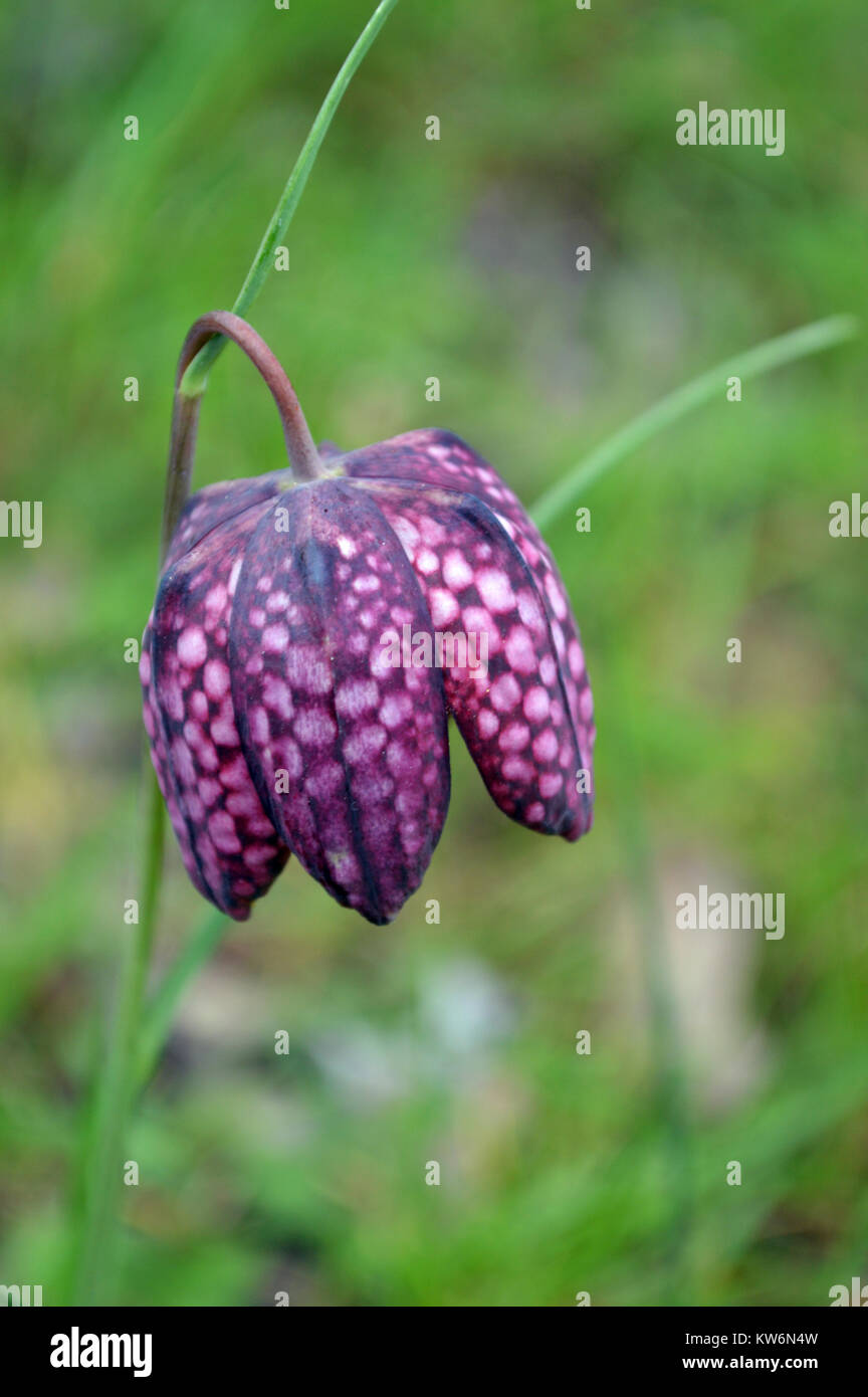 In der Nähe des Snake Head Fritillary Blume (Fritillaria meleagris) im Wald, an RHS Garden Harlow Carr, Harrogate, Yorkshire. UK. Stockfoto