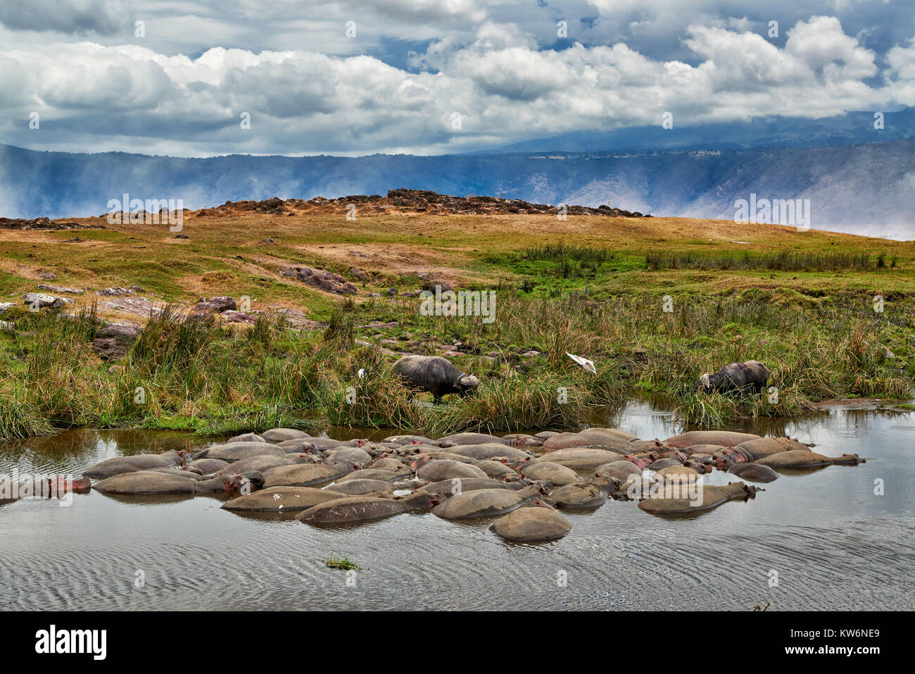 Hippopool in der Landschaft der Ngorongoro Conservation Area, Weltkulturerbe der UNESCO, Tansania, Afrika Stockfoto