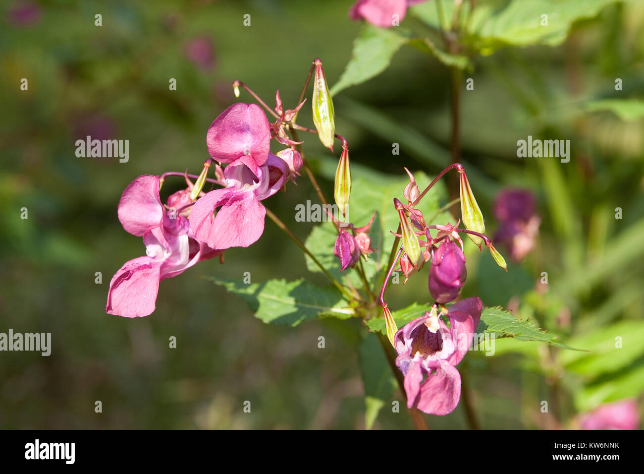 Indisches Springkraut, Drüsiges Springkraut, Impatiens glandulifera, Himalayan Balsam, der Polizist Helm Stockfoto