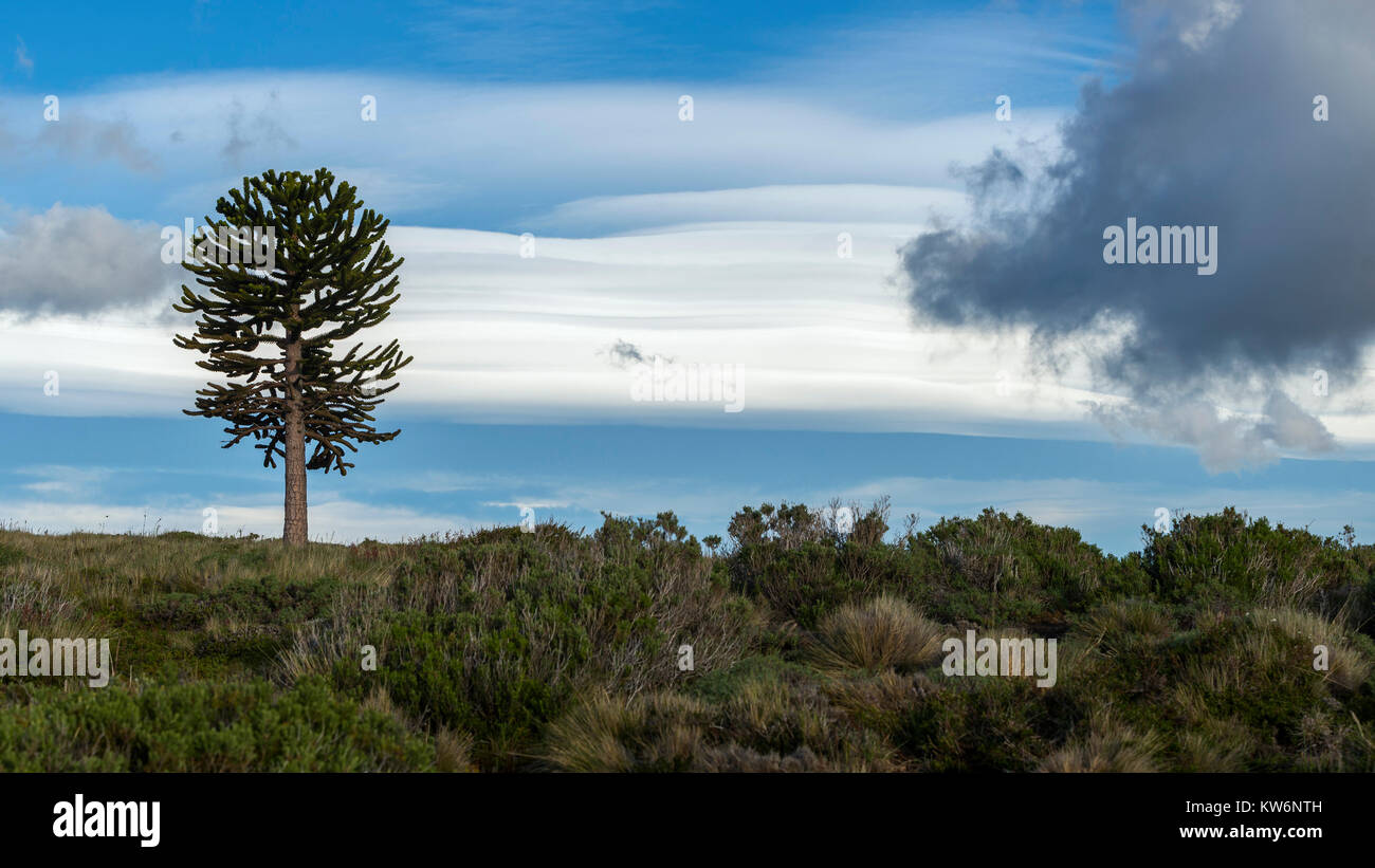 Araukarien en la Araucania/arbol Araucania/Araucaria Baum Stockfoto