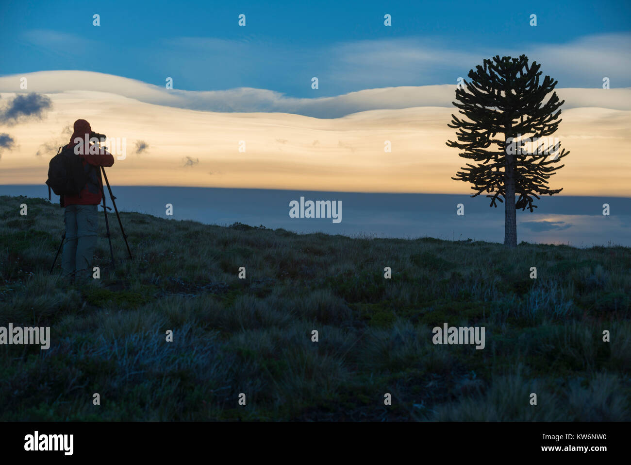 Araukarien en la Araucania/arbol Araucania/Araucaria Baum Stockfoto