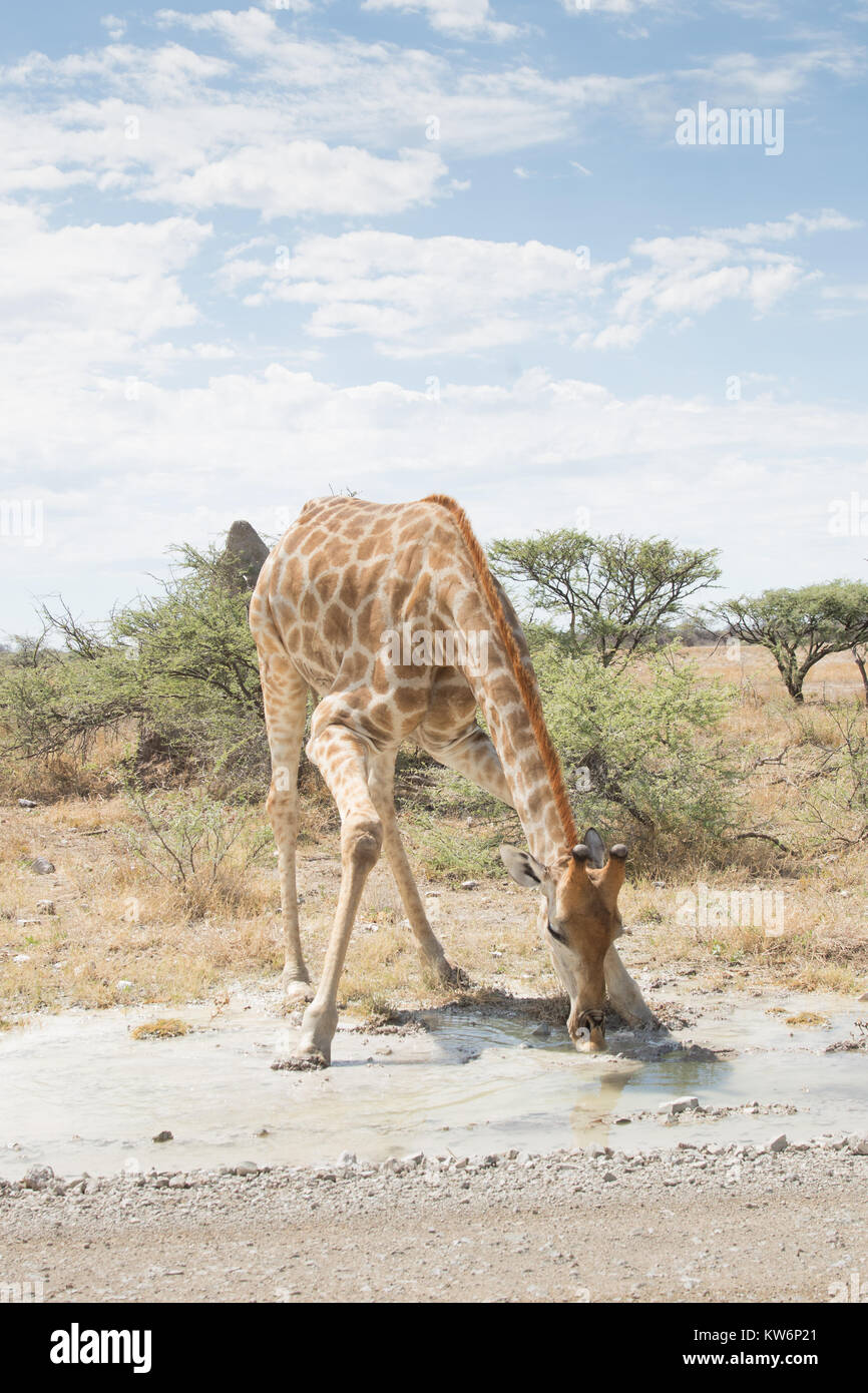 Eine Giraffe, seine Beine ausbreitet und Bücken im Etosha National Park, Namibia zu trinken Stockfoto