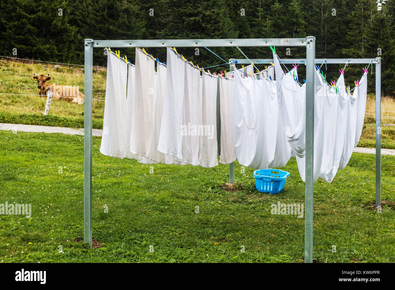 Wäschetrocknung auf Wäscheständer Kuh auf Wiese Wäscherei hängt an einer Wäscheleine Trocknung Wäsche Frische Luftblätter Außenansicht des ländlichen Raums Stockfoto