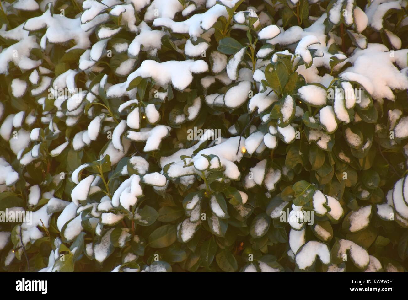 Pulverschnee liegt auf einer grünen Hecke close-up Stockfoto