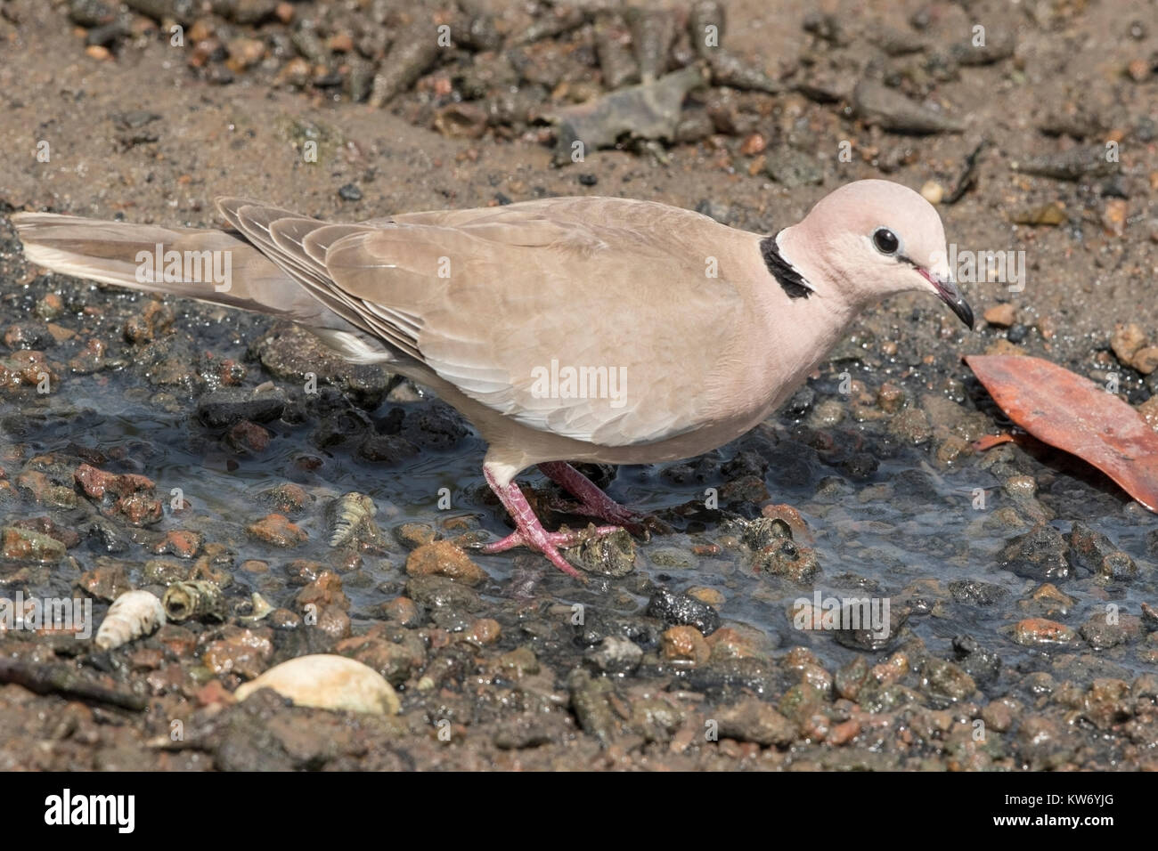 Afrikanische collared dove Streptopelia roseogriseaadult am Boden steht, Gambia Stockfoto