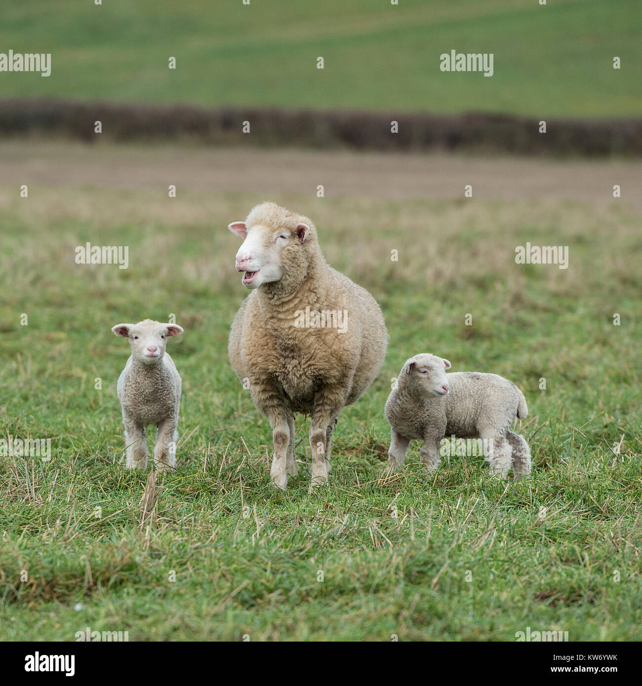 Schafe mit Zwillingslämmern Stockfoto