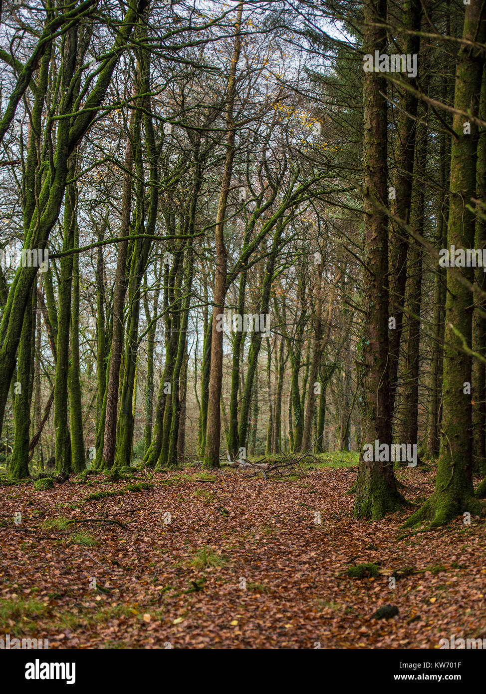 Englisch Woodland Stockfoto