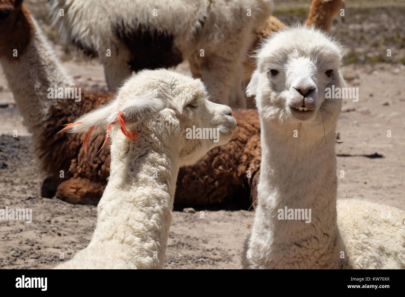 Nahaufnahme der Gesichter von zwei weiße Lamas in Peru Stockfoto