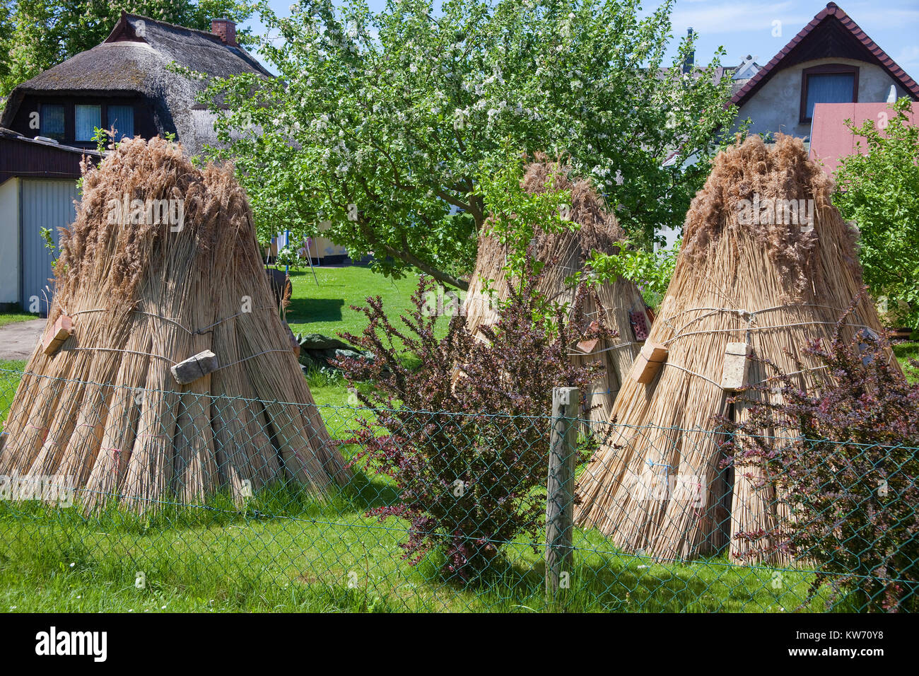 Getrocknete Reed, bereit für die Renovierung von einem strohgedeckten Haus, Althagen, Ahrenshoop, Fischland, Ostsee, Mecklenburg-Vorpommern, Deutschland, Europa Stockfoto