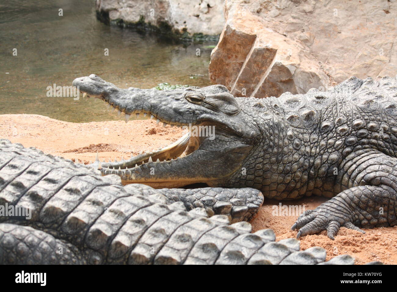 Ein Krokodil mit offenem Schnabel in einem Zoo Stockfoto