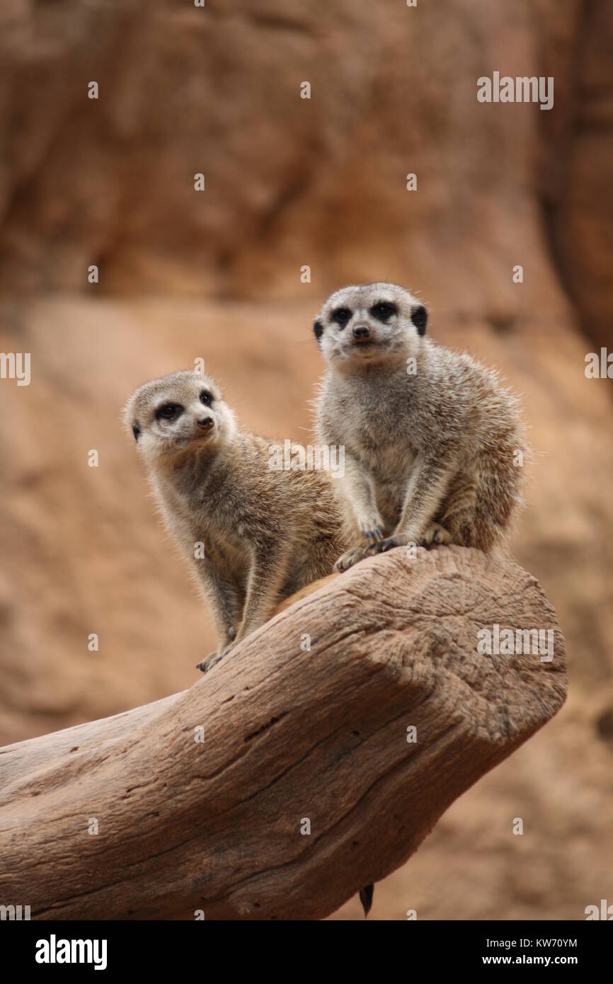 Zwei Erdmännchen, sitzend auf einem Zweig in einem Zoo Stockfoto
