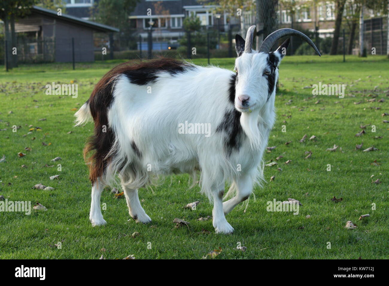 Eine niederländische weiss mit braunen Ziege auf dem Gras Stockfoto