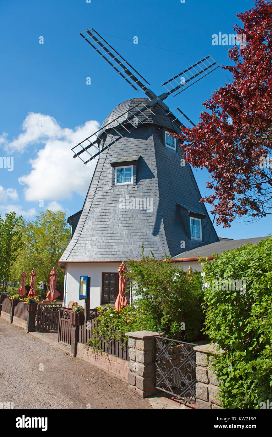 Restaurant und Cafe Muehlenstube" in einer alten Windmühle, Dorf Geboren am Darss, Fischland, Mecklenburg-Vorpommern, Ostsee, Deutschland, Europa Stockfoto