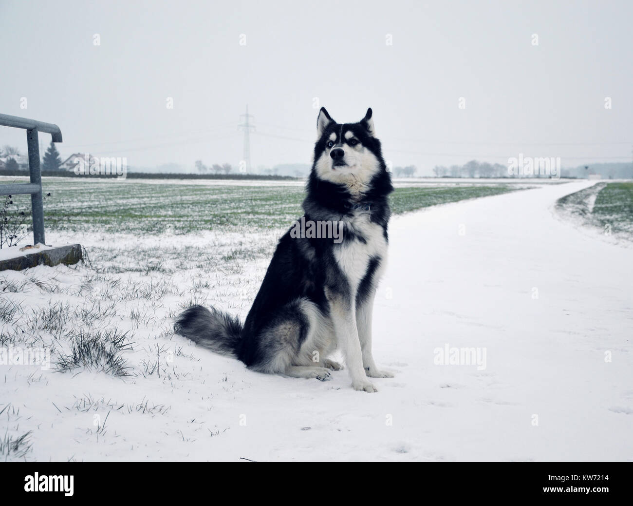 Siberian Husky sitzen auf einem verschneiten Piste in Bayern, Deutschland Stockfoto