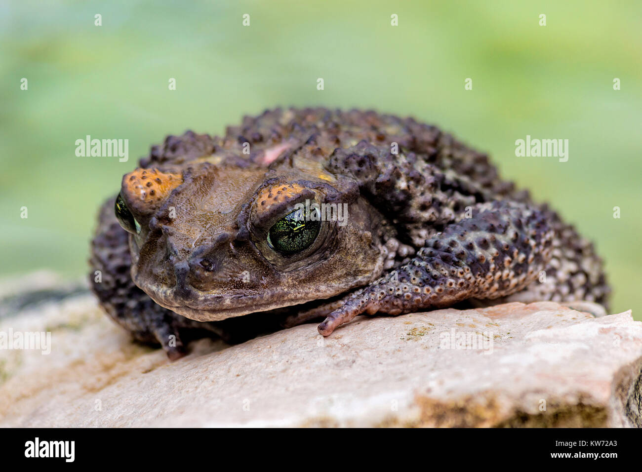 Eine offene Augen Frosch auf einen Stein und ein grüner Hintergrund Stockfoto