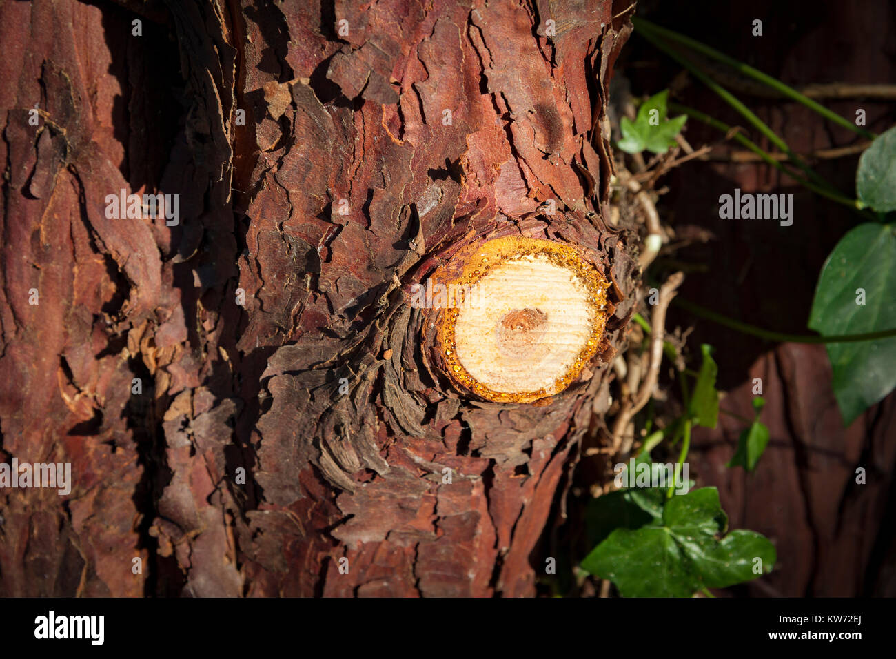 Sap-Weinen aus einem frisch geschnittenen tree branch Stockfoto