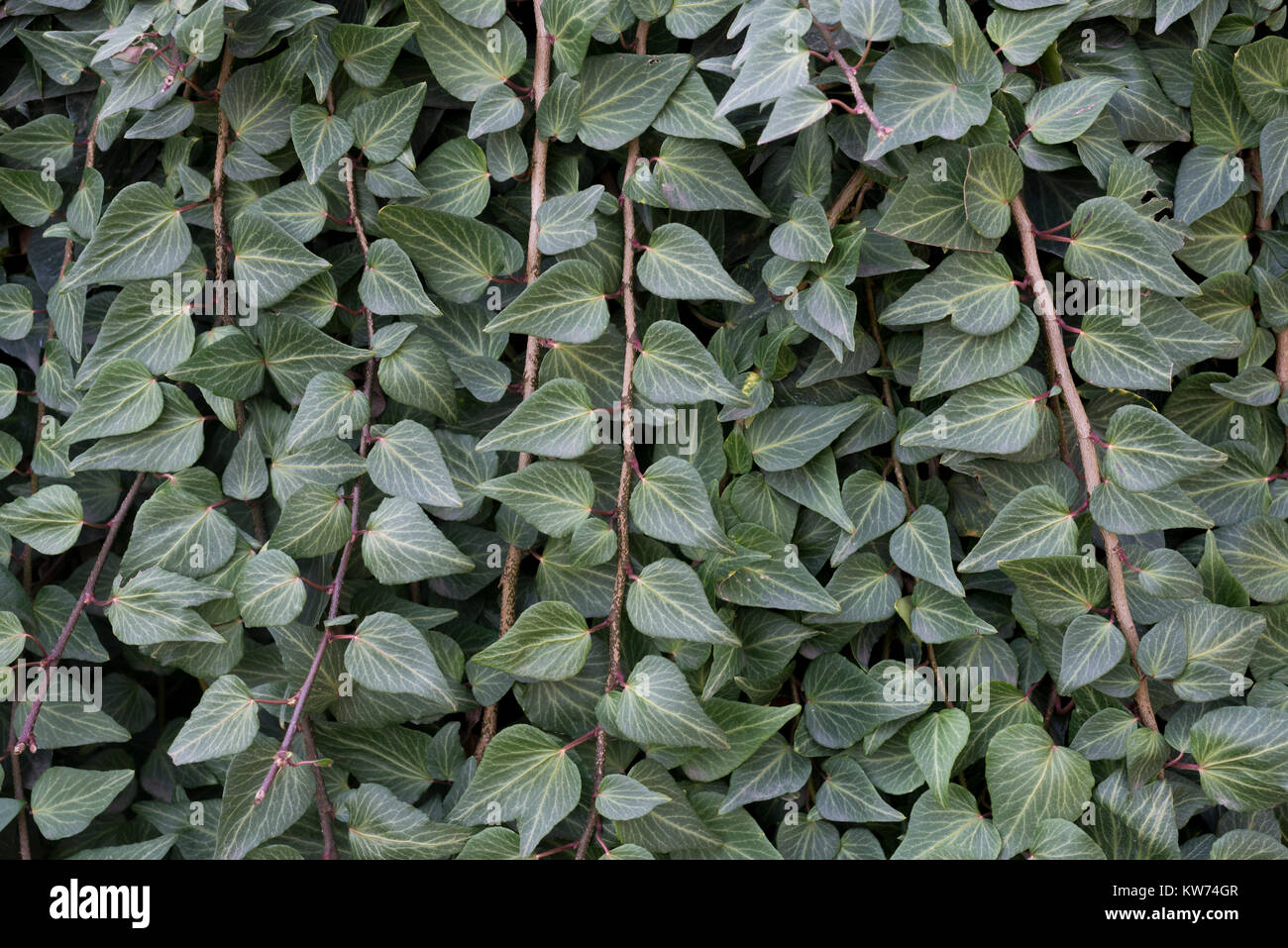 Efeu Pflanzen für die Außenwände von Garten auf Gebäuden verwendet. Sie sind auch gut für den Hintergrund. Stockfoto