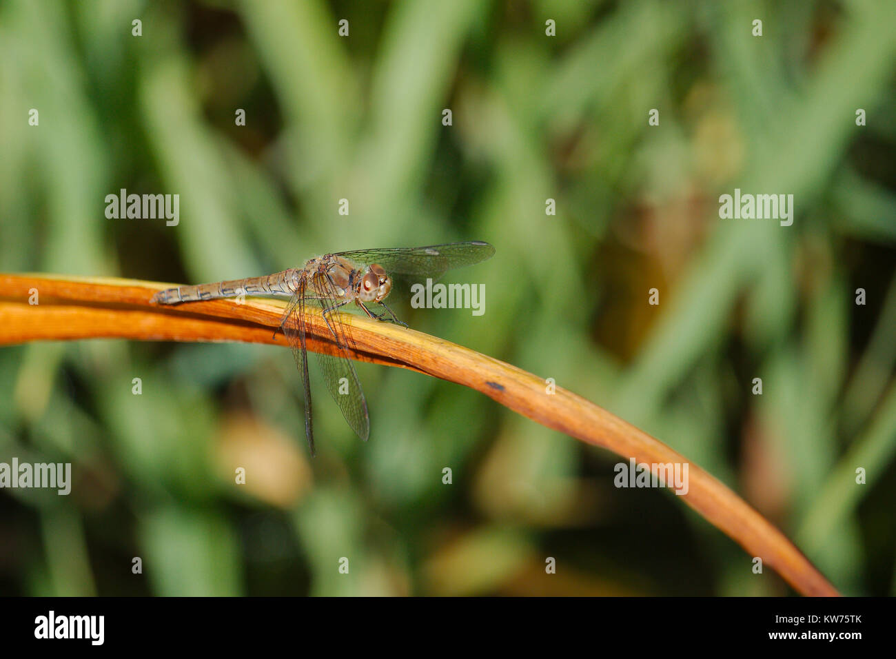 Eine Libelle thront auf einer Anlage. Die Libelle ist eine braune Hawker. Stockfoto