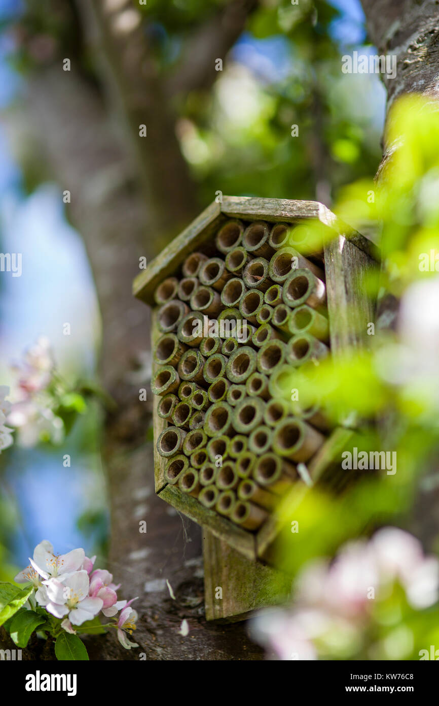 Insekten Unterschlupf in einem Apfelbaum in Blüte auf eine Zuteilung, Stroud, Großbritannien Stockfoto