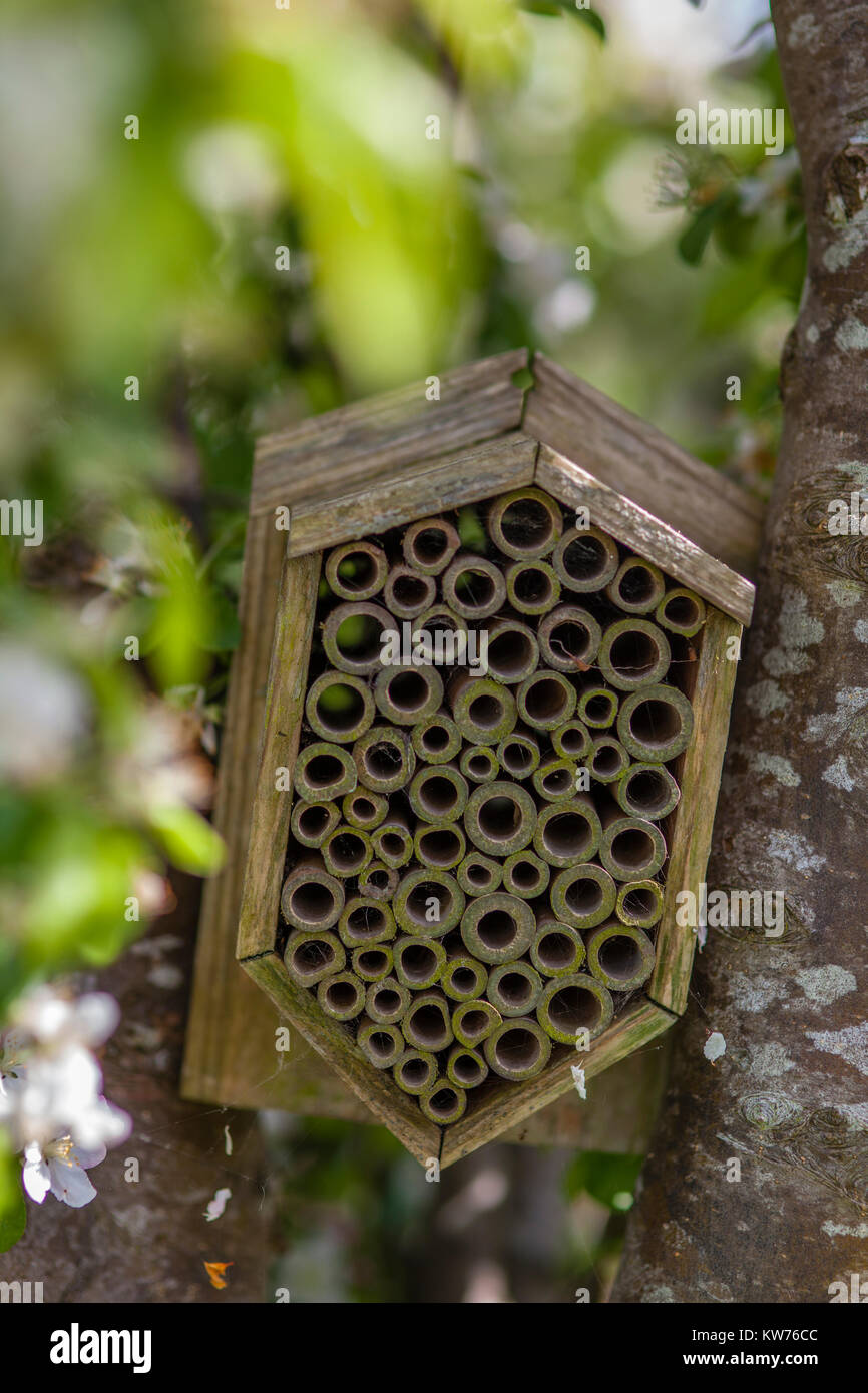 Insekten Unterschlupf in einem Apfelbaum in Blüte auf eine Zuteilung, Stroud, Großbritannien Stockfoto
