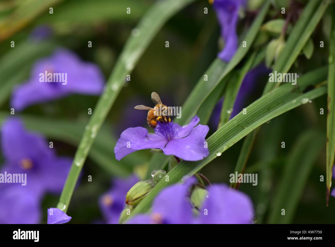 Turmfalke sacs. Stockfoto