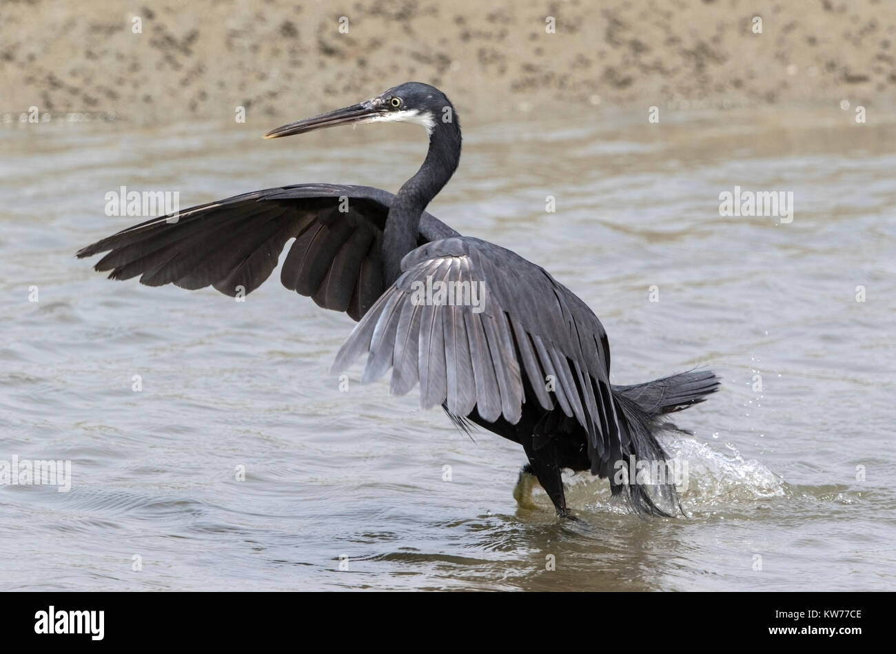 Western Reef seidenreiher Egretta gularis Abheben vom Boden Stockfoto