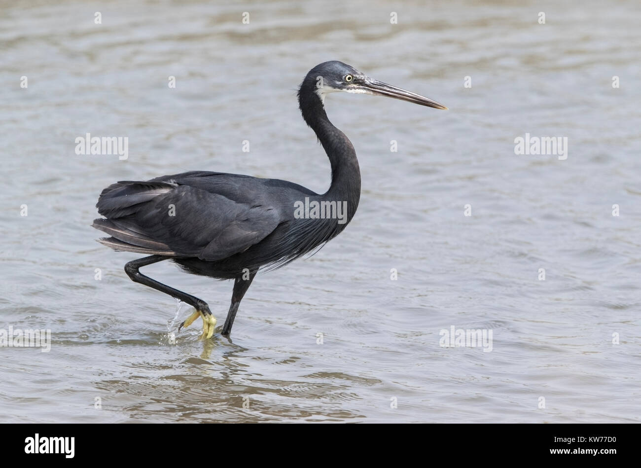 Western Reef seidenreiher Egretta gularis Wandern im flachen Wasser Stockfoto