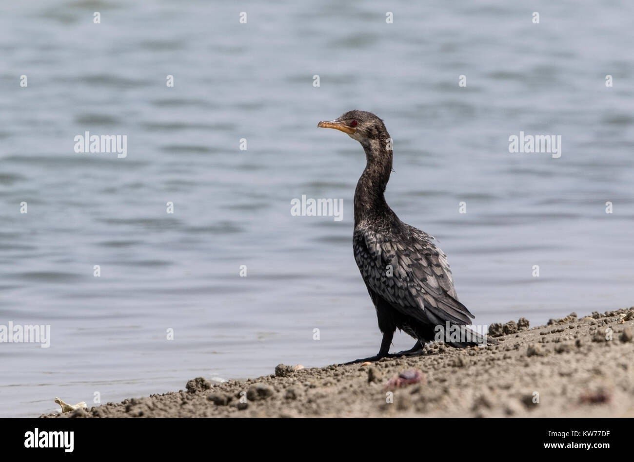 Western Reef Reiher oder Western Reef heron Egretta gularis Stockfoto