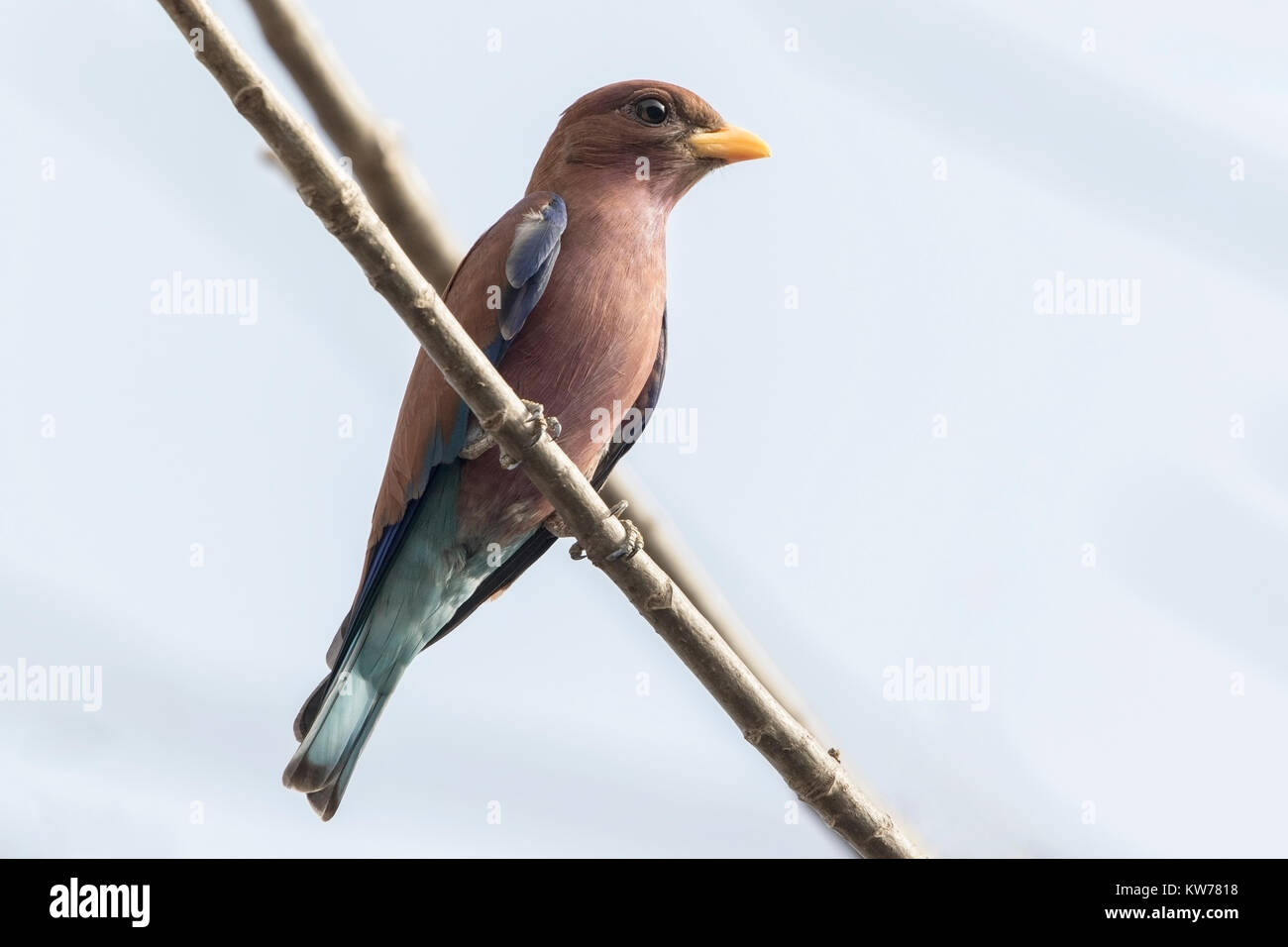 Breite-billed Walze Eurystomus glaucurus Erwachsenen auf dem Zweig, Gambia, Westafrika Stockfoto