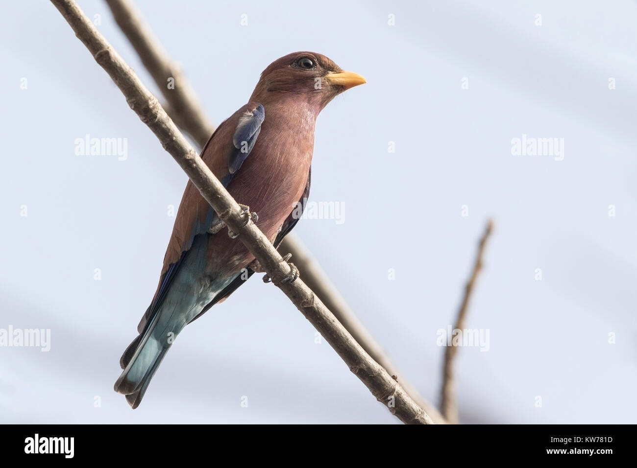 Breite-billed Walze Eurystomus glaucurus Erwachsenen auf dem Zweig, Gambia, Westafrika Stockfoto