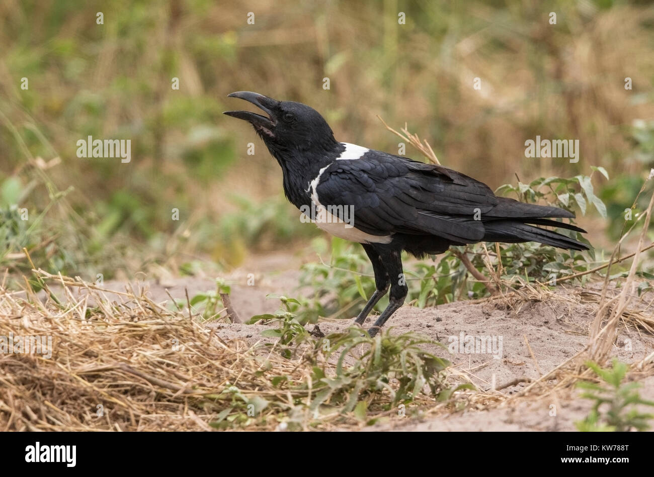 Pied Crow Corvus Albus nach zu Fuß auf dem Boden, Gambia, Westafrika Stockfoto