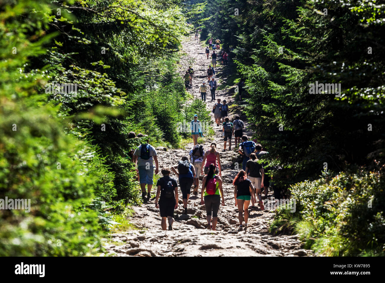 Menschenmenge, Menschenmassen, Staus, Nationalpark Sumava, Tschechische Republik Europa überfüllte Besucherwege im Waldsommer Stockfoto